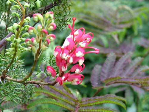 grevillea522_m