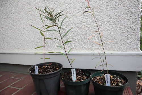 sideroxylon3pot329ms