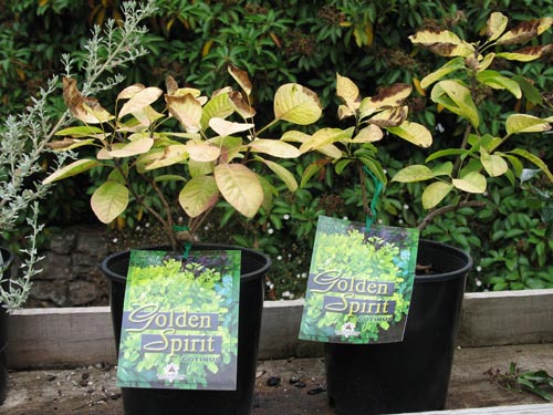 goldenspiritcotinus915_ms