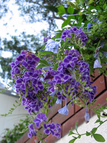 duranta829b