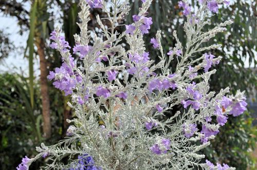 Alexの「お薦めの植物シリーズ」今日は、A.オージープランツ：18