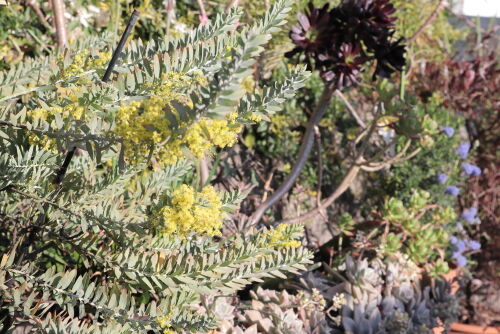 Alexの お薦めの植物シリーズ 今日は A オージープランツ 9 アカシア ブルーブッシュ Alex S Garden Party