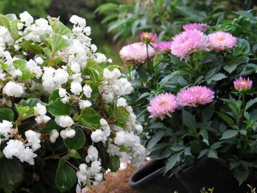 begonia