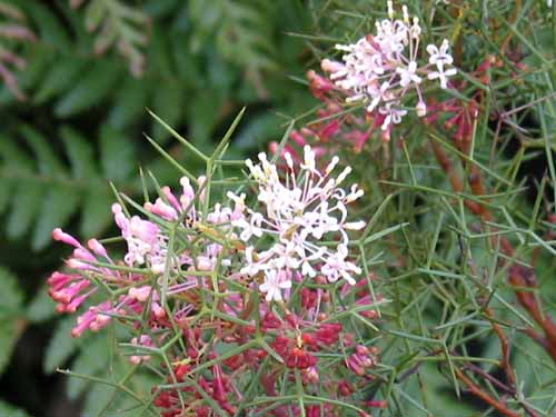 grevillea219_m