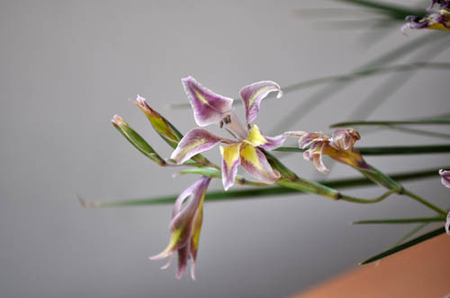 gladiolas furcatus323_m