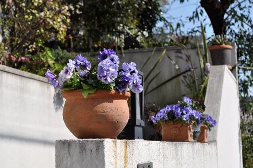 pansy328_ms