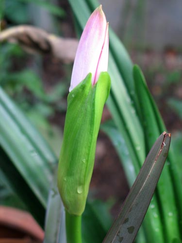 Amarcrinum818
