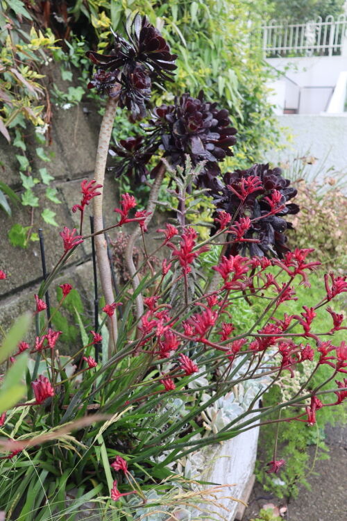 Alexの「お薦めの植物シリーズ」A.オージープランツ：5）カンガルー