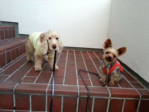 dogs503_ms