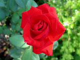 redrose904b