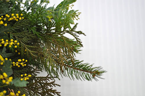 hinoki227_ms