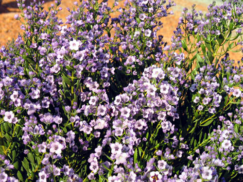 tencelflower_ms