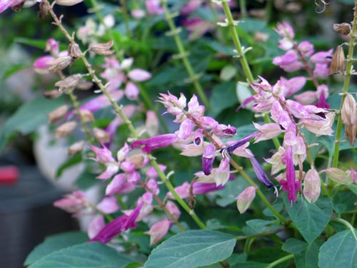 salvia1019_ms