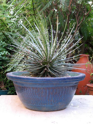 agave327