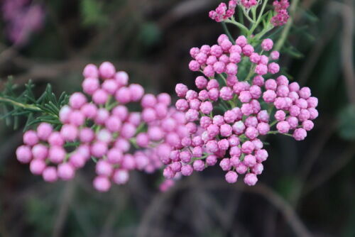 ricrflower504ms
