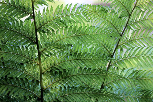 薔薇と羊歯と Alex S Garden Party