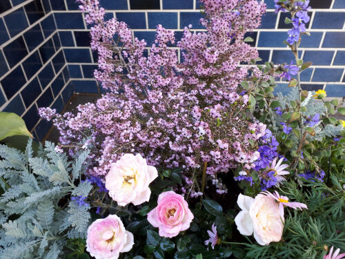 rose315ms