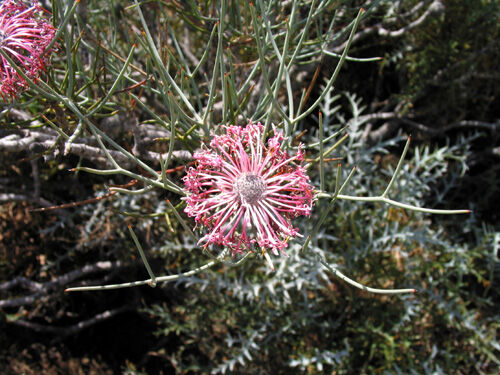 西オーストラリア ワイルドフラワー Alex S Garden Party