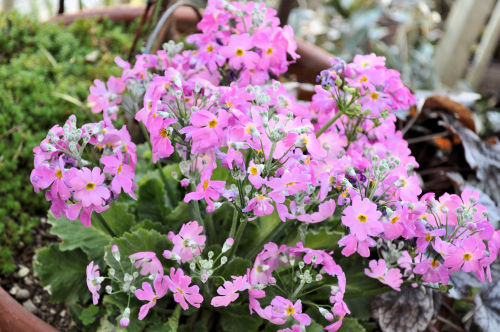 primurapink318ms