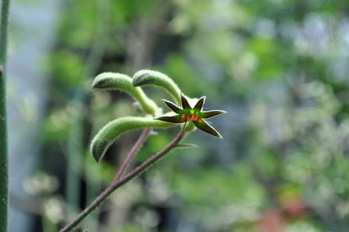kangaroopaw616_ms