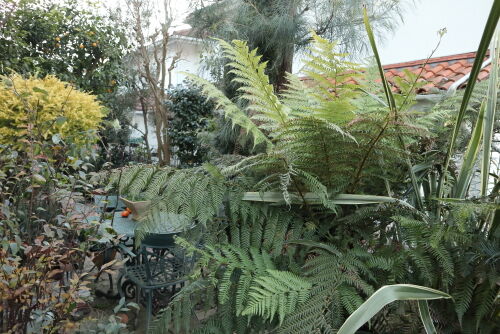 シダ植物 オーストラリア木性シダ:Dicksonia antarcticaについて : Alex's