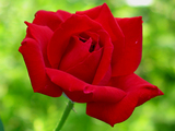 redrose904