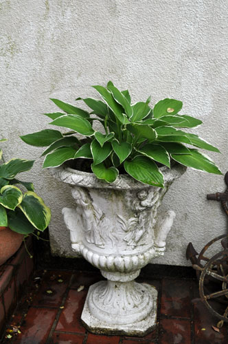 hosta626_ms