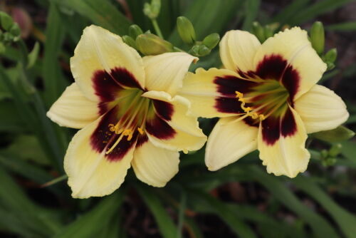 Hemerocallis612cms