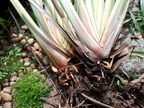 楽しいニューサイランの株分け Vol.2 : Alex's Garden Party♪