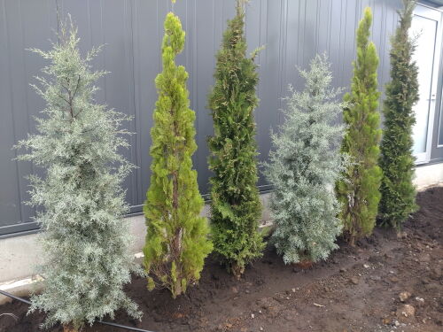 conifer406ms