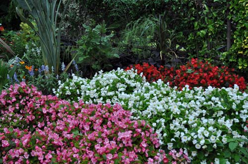 begonia628_ms