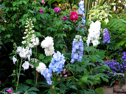 初夏を夢見て（その3）・・・デルフィニウム : Alex's Garden Party♪