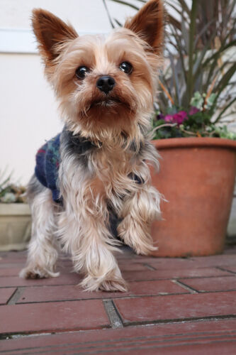 coco106ms