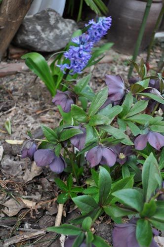 hyacinth331c_ms