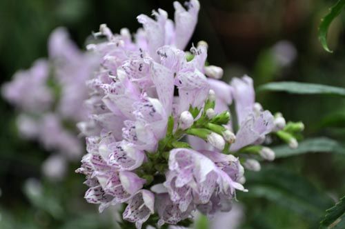 Physostegia virginiana930_ms