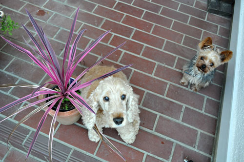 dogs523_ms