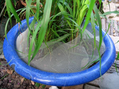 bluepot821