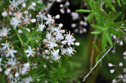 アスパラガスの妖艶な甘い香り Alex S Garden Party