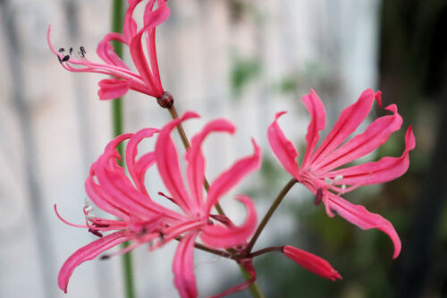 nerine1128ems
