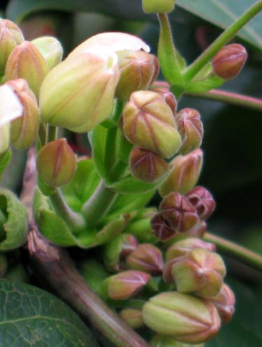 armandii309d_ms