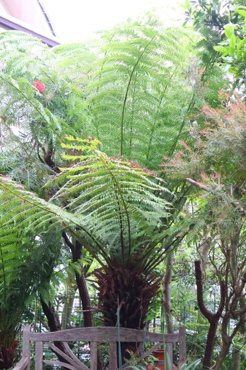 読者プレゼント！オージープランツの種＆胞子 : Alex's Garden Party♪