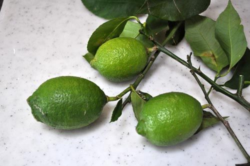 lemon922b_ms