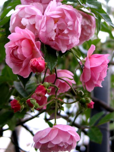 コーネリア 1月は薔薇のお勉強 Alex S Garden Party コーネリア 1月は薔薇のお勉強 Alex S Garden Party