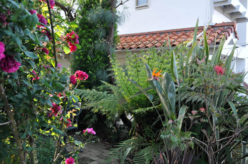 garden521_ms
