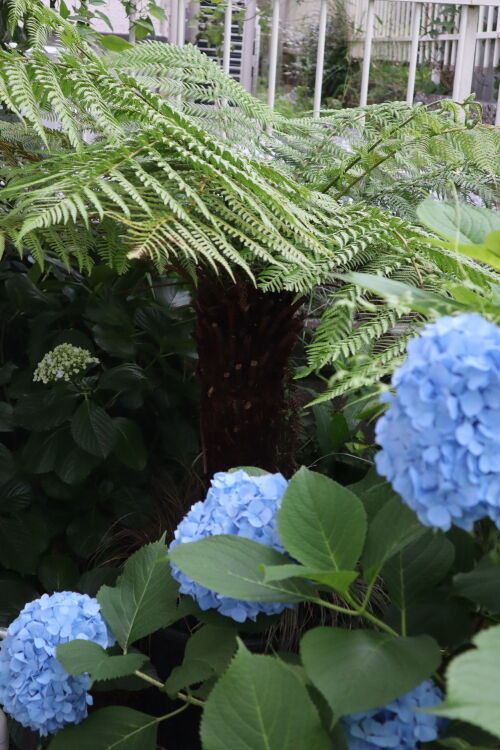 プレゼントします・・ディクソニアの胞子 : Alex's Garden Party♪