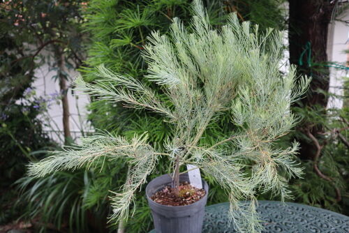 ユーカリの新種 Eucalyptus formanii : Alex's Garden Party♪