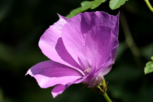 今朝、咲いた花 : Alex's Garden Party♪