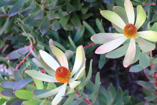 リューカデンドロン・サマーサン・・・Alex's Garden Lesson 126