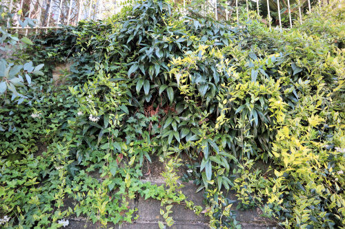 ルリマツリ・・・我が家の庭木（29） : Alex's Garden Party♪