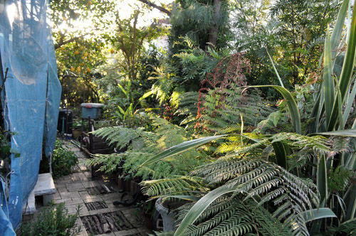 garden506_ms